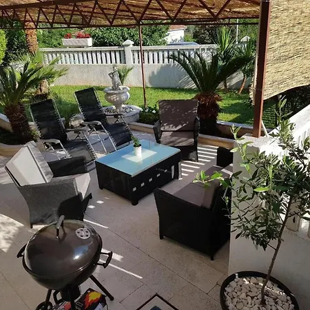 House Palm Tree *